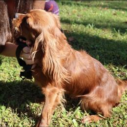 AKC Duke - Cavalier King Charles Spaniel