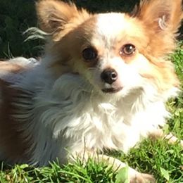 Chihuahuas from Chi-Pac Chihuahuas