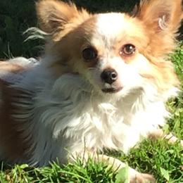 Chihuahuas from Chi-Pac Chihuahuas