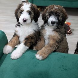 Bernedoodle Puppies from Harpers Ferry Doodles