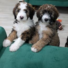 Bernedoodle Puppies from Harpers Ferry Doodles