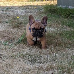 French Bulldog and Labrador Retriever Puppies from Rare Pearl Labradors and Belle Rouge Frenchies