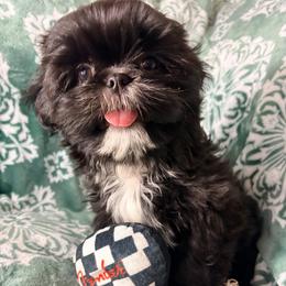 Moloka'i - Black male Shih Tzu puppy in Hemet, California from Aloha Shih Tzu