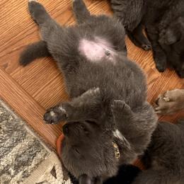 German Shepherd Puppies from Legacy K9’s