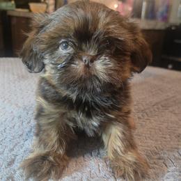 Boy 1 - Chocolate and tan male Shih Tzu puppy in Houston, Texas from Shih Tzu Houston