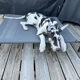 Great Dane Puppies from Noctua Kennels