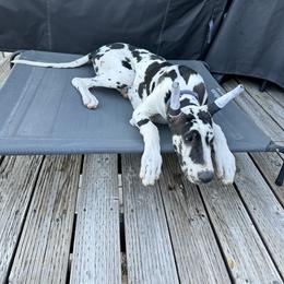 Great Dane Puppies from Noctua Kennels