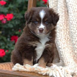 Archer - Red tri male Miniature Australian Shepherd puppy in Mifflin, Pennsylvania from Cabin Hearth Miniature and Toy Australian Shepherds