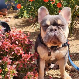 Mello - French Bulldog