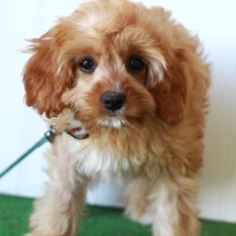 Sage - Red female Cavapoo puppy in Springtown, Texas from North Texas Puppies