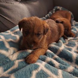 Sadie - Red female Irish Terrier puppy in Splendora, Texas from Cloverdell Irish