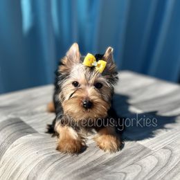 Yellow Collar - Black and tan Yorkshire Terrier puppy in San Jose, California from Precious Yorkies