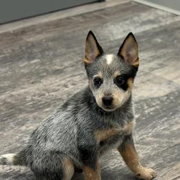 Dingo - Blue speckled male Australian Cattle Dog puppy in Rosharon, Texas from 4Surge Cattle Dogs