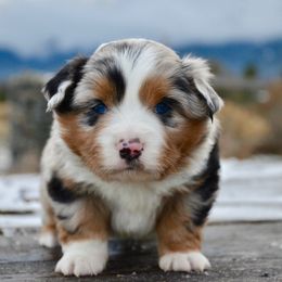 BMM-3 - Blue merle male Miniature American Shepherd puppy in Baker City, Oregon from Back Country Aussies