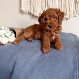 Bean - Red  female Goldendoodle puppy in Billings, Montana from Montana Raised Doodles