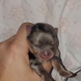 Boy 2 - Pomeranian puppy in Fort Lauderdale, Florida from El'Cienna Poms