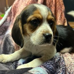 Beagles from Hotel Creek Kennel