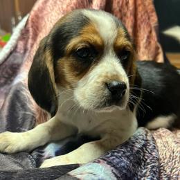 Beagles from Hotel Creek Kennel
