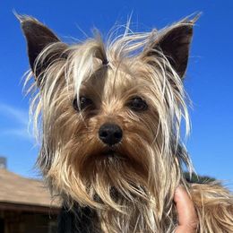 French Bulldogs and Yorkshire Terriers from Royaltydayyorkies
