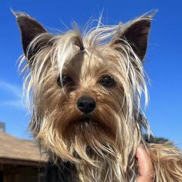 French Bulldogs and Yorkshire Terriers from Royaltydayyorkies
