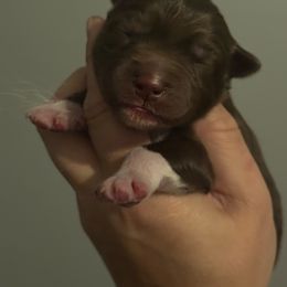 Redwood - Red and white male Siberian Husky puppy in Florence, Kentucky from Moonlight Howl Huskies
