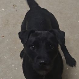 Seesu - female Patterdale Terrier puppy in Divide, Colorado from Outlaw Farm and Kennel