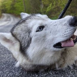 Krystle - Siberian Husky
