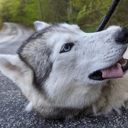 Krystle - Siberian Husky
