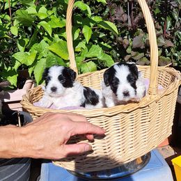 Maltipoos and Yorkipoos from Junes Maltipoos