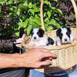 Maltipoos and Yorkipoos from Junes Maltipoos