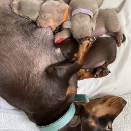 Dachshund Puppies from Dachshund Meadows