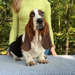 Abby - Black brown and white female Basset Hound puppy in Red Bay, Alabama from Maple Street Bassets