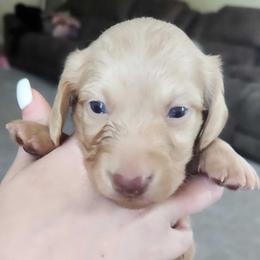 Maggie - Cream female Dachshund puppy in Cypress, Texas from Cypress Dachshunds