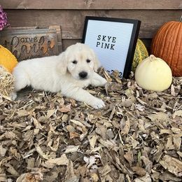 Golden Retriever Puppies from Sunkissed Retrievers