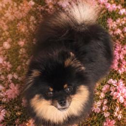 Jorgi - Pomeranian