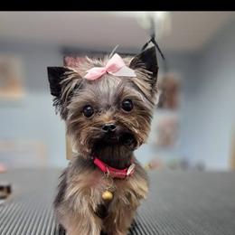 Lucy - Yorkshire Terrier