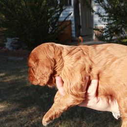 Cavalier King Charles Spaniel Puppies from Critter's Cottage Cavaliers