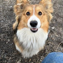 Rita - Pembroke Welsh Corgi