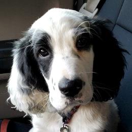 English Setter Puppies from English Setters of the Eyrie
