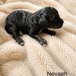 Nevaeh - Phantom female Poodle puppy in Washington, Pennsylvania from Patriotic Poodles