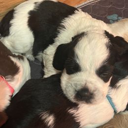 English Springer Spaniel Puppies from English Springer Spaniels at Lands Lodge