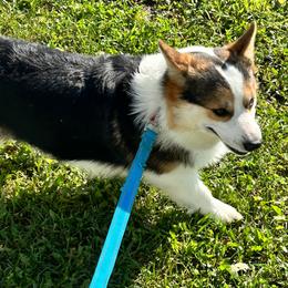 Cash - Black and tan male Pembroke Welsh Corgi puppy in Blair, Wisconsin from Sandy’s Pet Grooming and Boarding & AKC Corgis