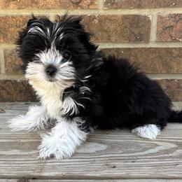 Male 4 - Parti male Yorkshire Terrier puppy in Lafayette, Georgia from Berggipfel Yorkies
