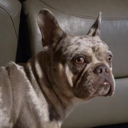 Thompson - French Bulldog