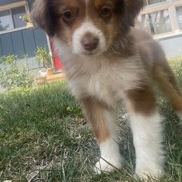 Girl 3 - Red tri Toy Australian Shepherd puppy in Marshall, Missouri from Schuber's Stockdogs