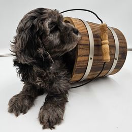 Cockapoo Puppies from Joanna Abruscato