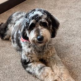 Gabby - Aussiedoodle