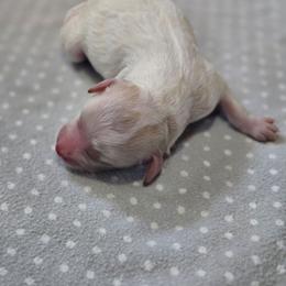 Colby - Parti male Goldendoodle puppy in Crawfordsville, Iowa from DoodleBlessings