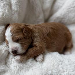 Red Boy - Red and white male Cockapoo puppy in Fort Gibson, Oklahoma from Waggle Doodles