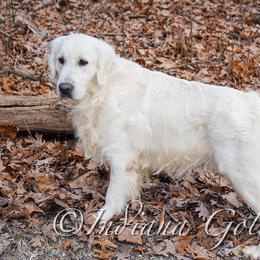 Maverick - Golden Retriever